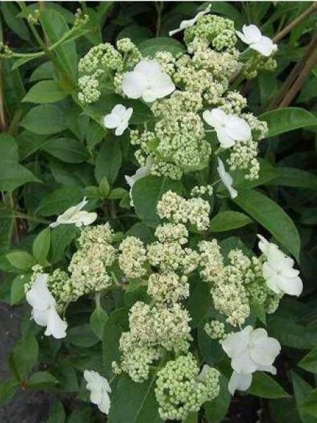 Hortensia grimpant 'Semiola'®