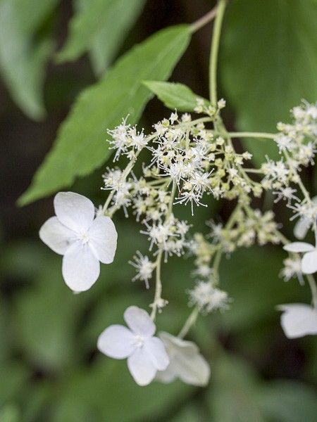 Hortensia heteromalla