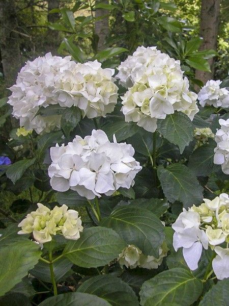 Hortensia 'Immaculata'