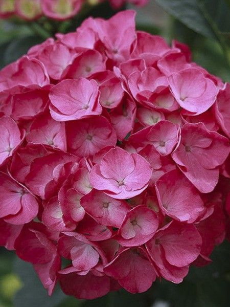 Hortensia 'Julisa'