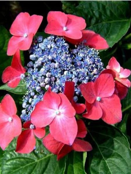 Hortensia 'Kardinal'