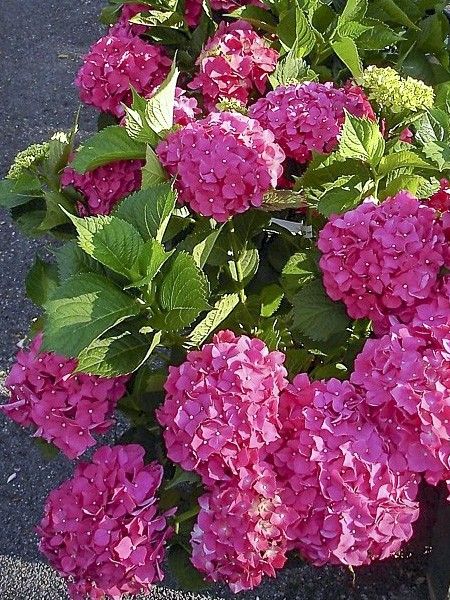 Hortensia 'King George V'