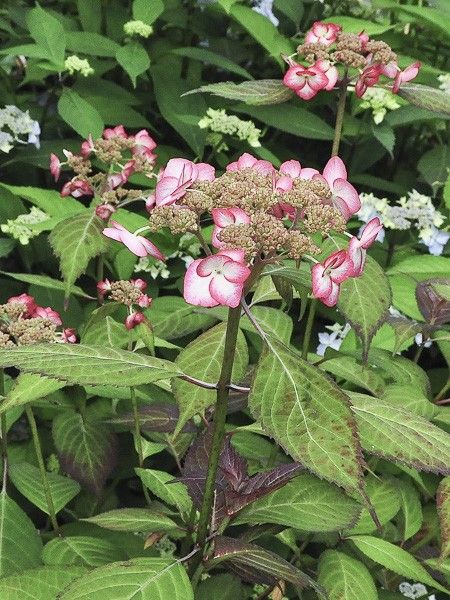 Hortensia 'Kiyosumi'