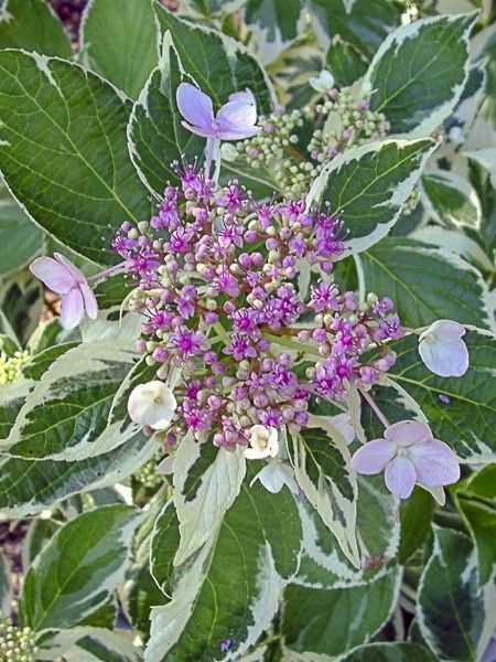 Hortensia 'Light'o'Day'