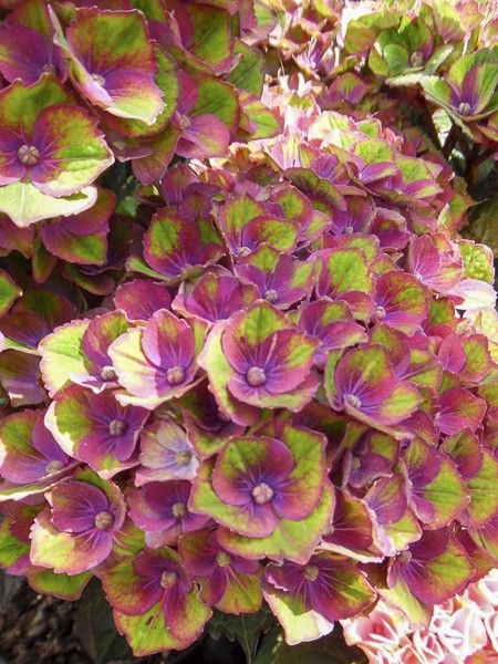 Hortensia 'Magical Amethyst'