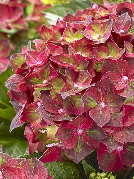 Hortensia 'Magical Ruby Tuesday'