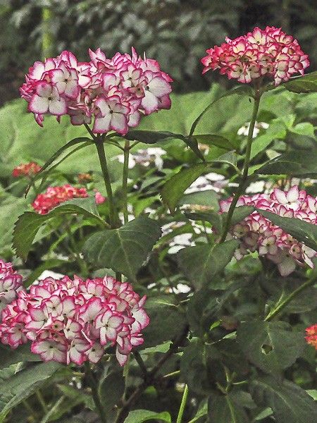 Hortensia 'Miraï'