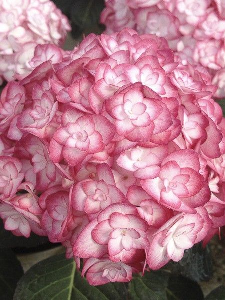 Hortensia 'Miss Saori'