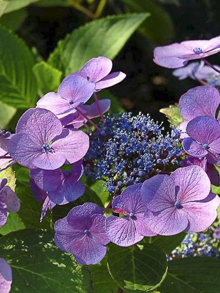 Hortensia 'Mousmee'