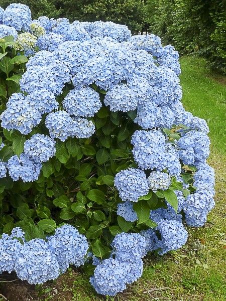 Hortensia 'Mousseline'