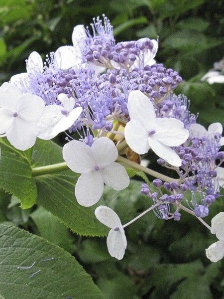 Hortensia nain 'Late Love'