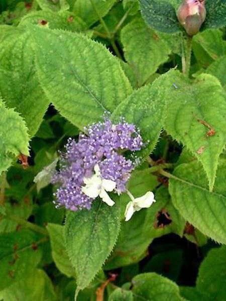 Hortensia nain