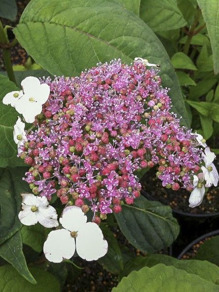 Hortensia 'Oamacha'
