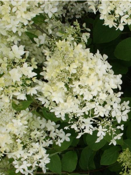Hortensia paniculé 'Dentelle De Gorron® 'rencri' '