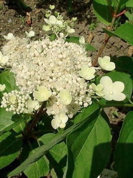 Hortensia paniculé 'Dharuma'