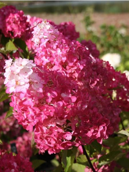Hortensia paniculé Fraise Melba® 'renba'