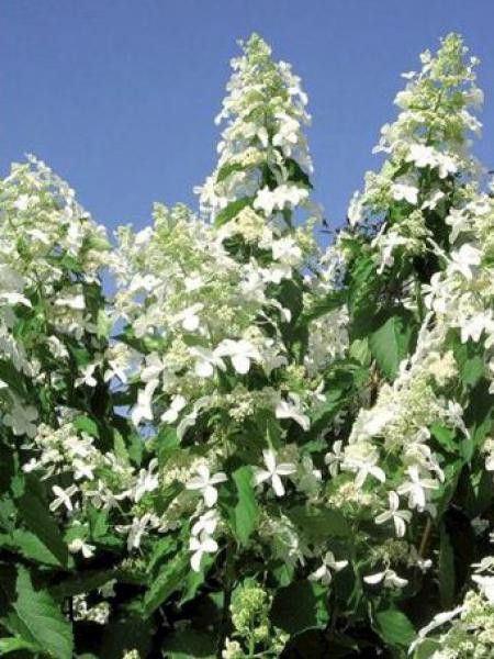 Hortensia paniculé 'Levana'
