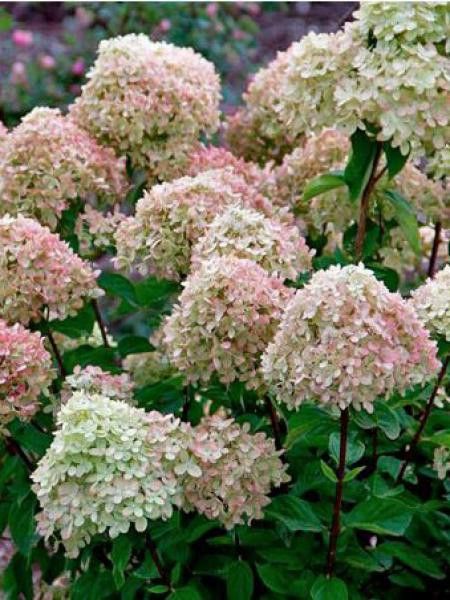 Hortensia paniculé 'Little Lime'®