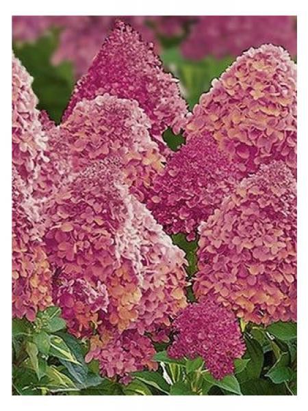 Hortensia paniculé 'Magical® Fire'