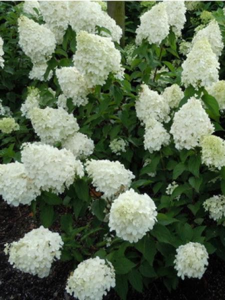 Hortensia paniculé 'Polar Bear'®