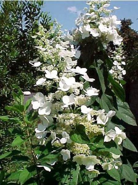 Hortensia paniculé 'Tardiva'