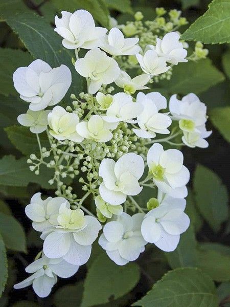 Hortensia paniculé 'White Moth'