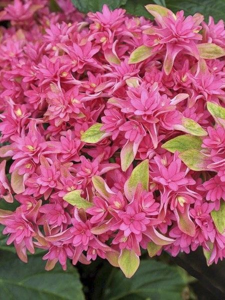 Hortensia 'Princess Diana'
