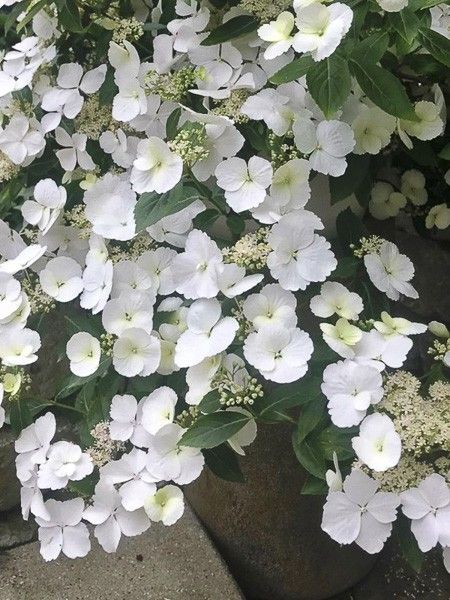 Hortensia 'Runaway Bride'