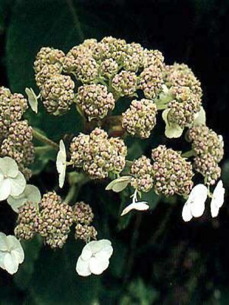 Hortensia sargentiana