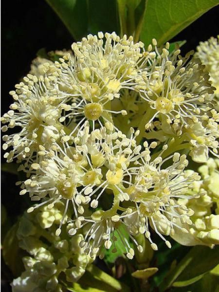 Hortensia serratifolia