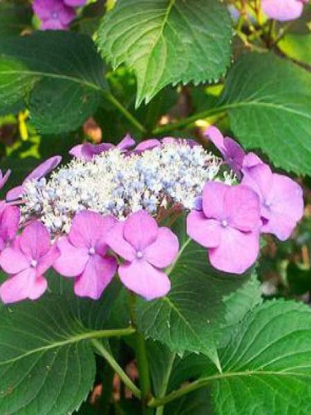 Hortensia 'Taube'