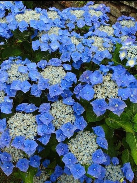 Hortensia 'Teller Blue'