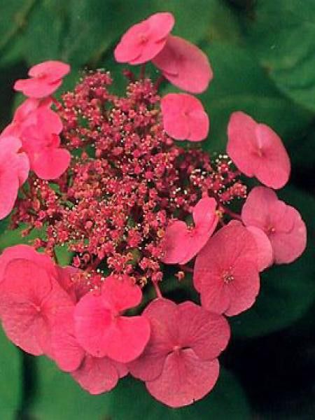 Hortensia 'Teller Red'