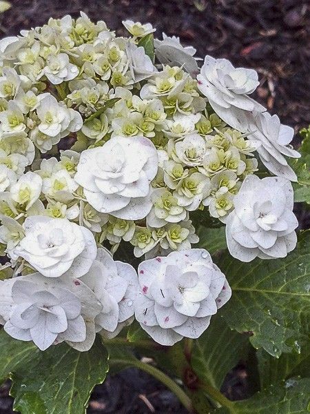 Hortensia 'Wedding Gown'