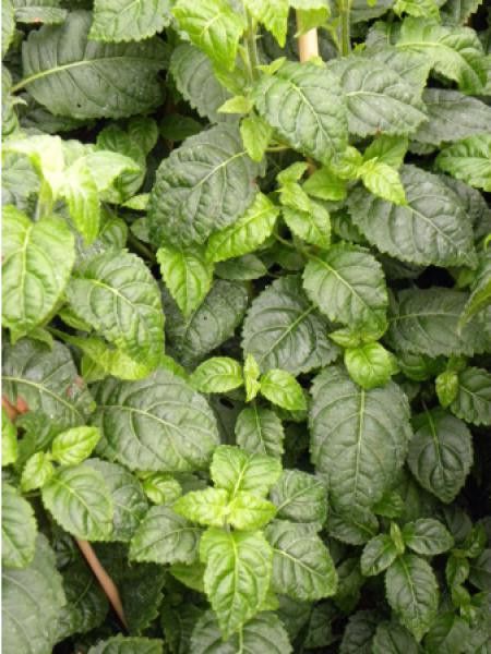 Hortensia 'Winter Surprise'