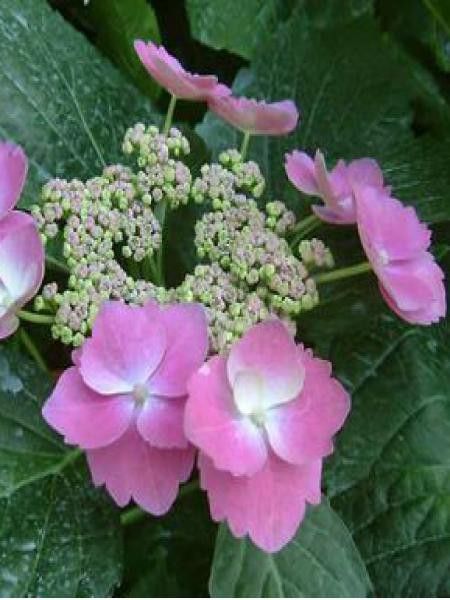 Hortensia 'Zaunkönig'