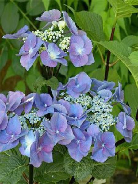Hortensia 'Zorro'®