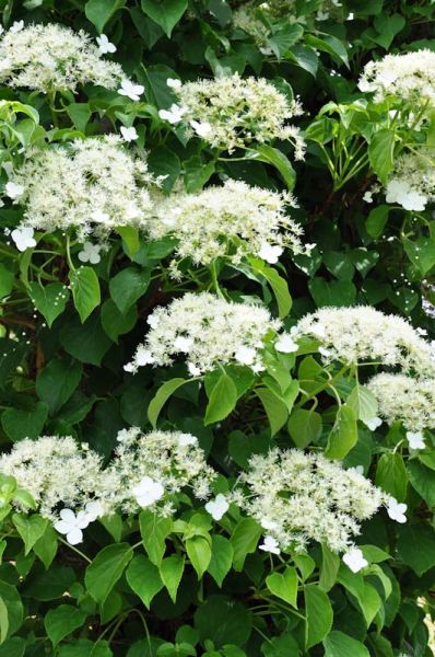 Hortensia grimpant