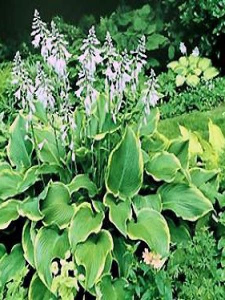 Hosta abiqua 'Abba Dabba Doo'