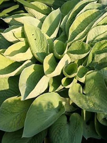 Hosta abiqua 'Ariel'