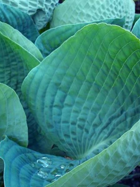 Hosta abiqua 'Drinking Gourd'