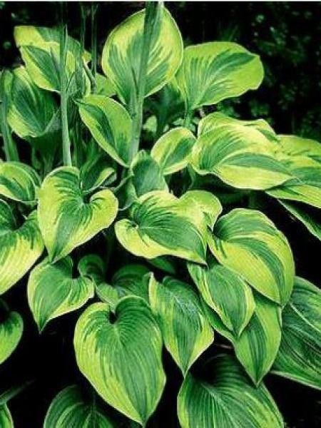 Hosta  'Alex Summers'