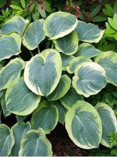 Hosta  'American Halo'