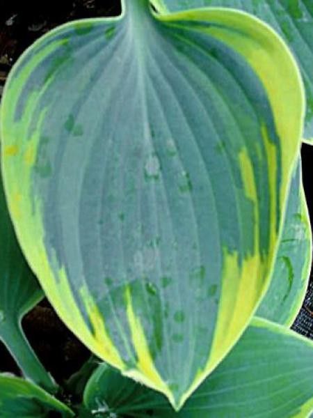 Hosta  'Aristocrat'