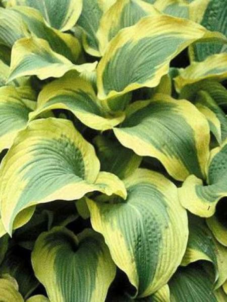 Hosta  'Atlantis'®