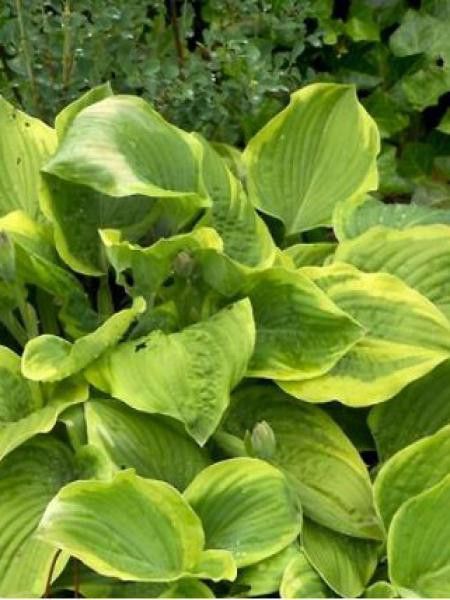 Hosta  'August Beauty'