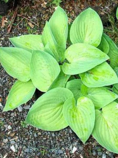 Hosta  'August Moon'