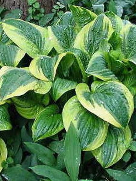 Hosta  'Austin Dickinson'