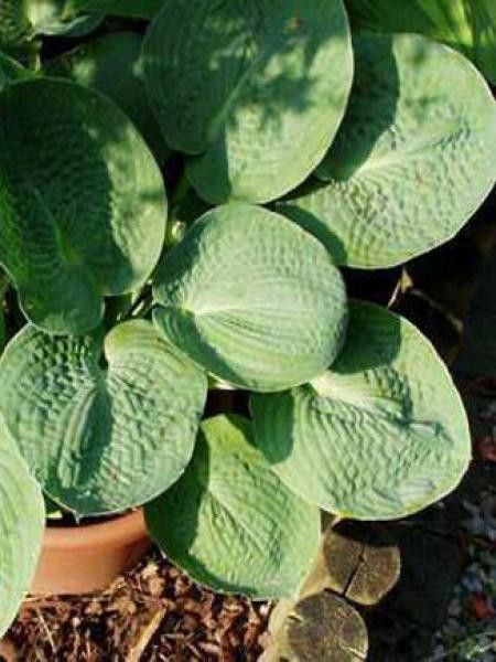 Hosta  'Big Chance'