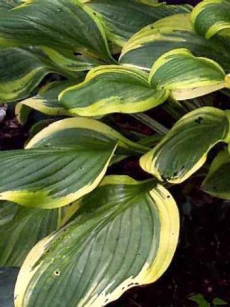 Hosta  'Bill Brinka'